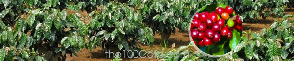 Arabica coffee tree