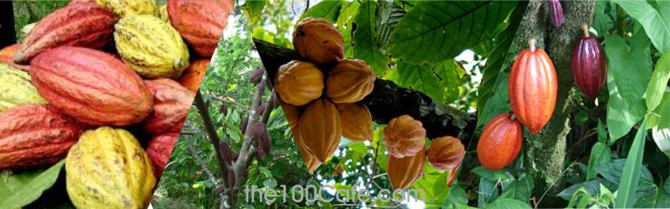 Cây Cacao và trái Ca cao